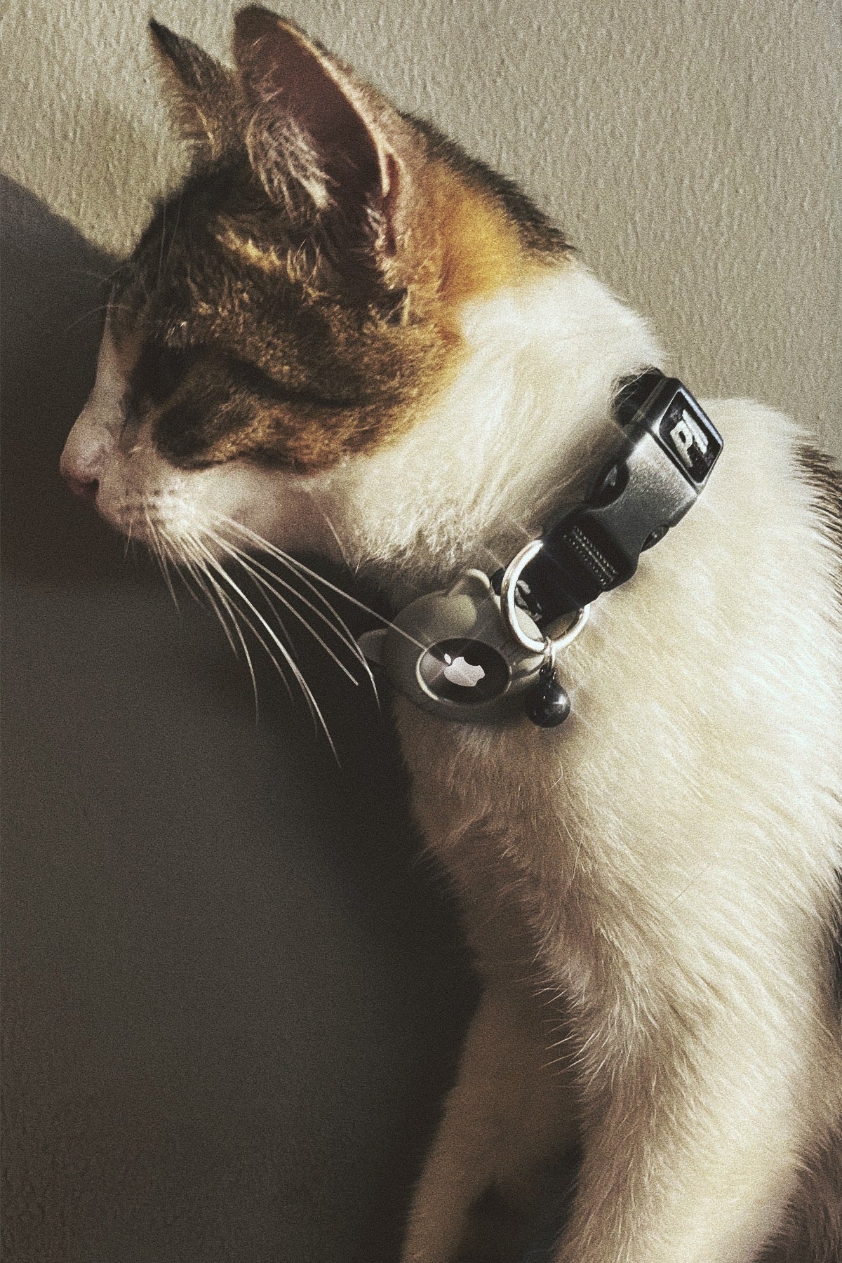 PMC Cat Collar